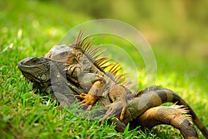 Pair of Reptiles, orange iguana, Ctenosaura similis, male and female sitting on black stone, chewing to head, animal in the nature