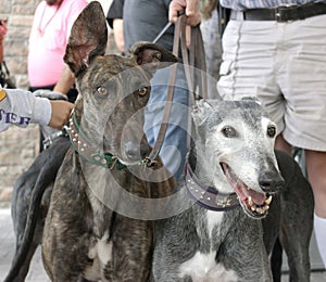 A pair of rescue greyhounds