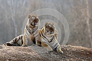 The rest of the male and female amur tigers. photo
