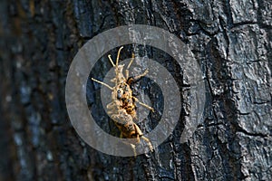 A pair of Rhagium inquisitor Ribbed pine borer