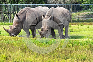 Pair of rhinoceroses in the zoo