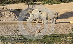Rhinocerus in nature photo
