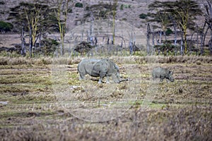 Pair of rhinos grazing in the grass