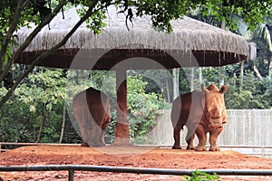 Pair of Rhinos - Sao Paulo Zoo photo
