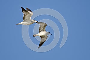 Pair of Ring-Billed Gulls Flying in a Blue Sky