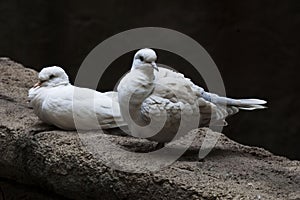 Pair of Ring-necked Dove, Streptopelia capicola