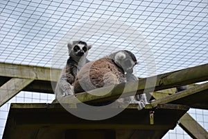 Pair of Ring Tailed Lemurs lemur catta sitting together, one looking surprised and alarmed