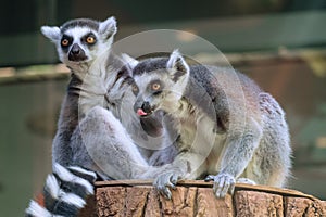 Pair of ring-tailed lemurs sitting on a wooden stump