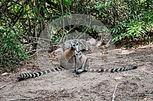 Pair of ring-tailed lemurs with their long striped tails