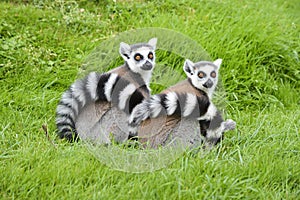 A Pair of Ringtail Lemurs