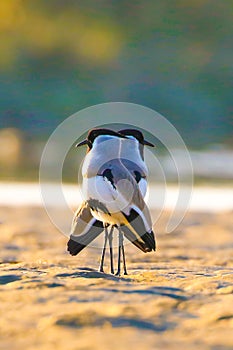 A Pair of River lapwing in Goldenlight