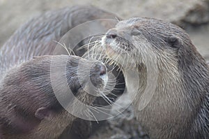 Pair of River Otters Cuddling and Showing Affection