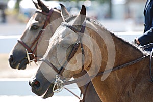 Pair of Roan Horses that Look Like Twins