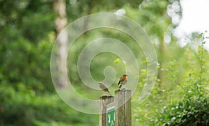 Pair of robins in garden