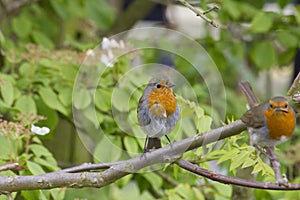 Pair of robins