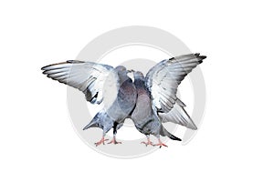 A pair of rock pigeons cooing and kissing spread its wings and feathers