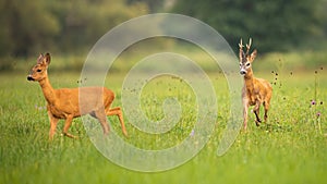 Pair of roe deer buck and doe in mating season in summer nature