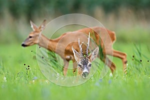 Pair of roe deer resting on meadow during the summer.