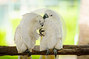 pair of Tanimbar Corella (Cacatua goffiniana) also known as the Goffin's cockatoo kissing