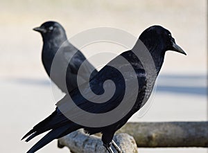 A pair of rooks