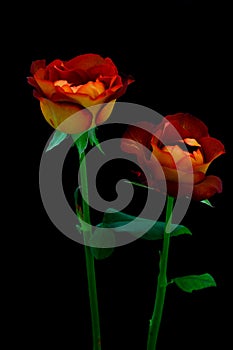 Pair of rose leonidas presented against black background