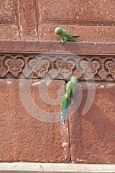 Pair of rose-ringed parakeets Psittacula krameri in the entrance of their nest.