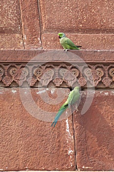 Pair of rose-ringed parakeets Psittacula krameri in the entrance of their nest.