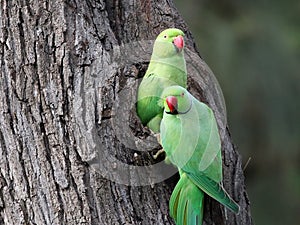 Pair of Rose-ringed Parakeets photo