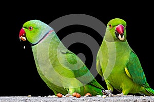 A Pair of Rose ringed parrots