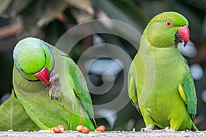 A pair of Rose Ringed parrots