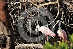 Pair of Roseate spoonbills in Goodland Florida on Marco Island