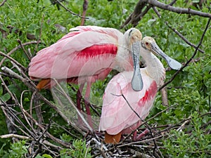 A pair of Roseate spoonbills preparing their nest.