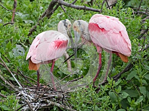 A pair of roseate spoonbills on their nest.