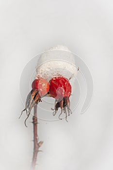 Pair of Rosehips in the Snow