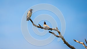 Pair of Rosy starling birds perch on a dead tree against clear blue skies. Captured on Bundala national park