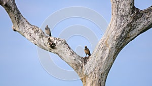 Pair of Rosy Starlings on a large tree trunk against the clear blue skies at Bundala national park