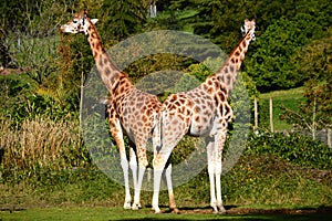 Pair of Rothschild's Giraffes