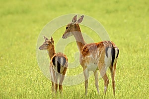 Pair of royal deers, a mother and her kiddling