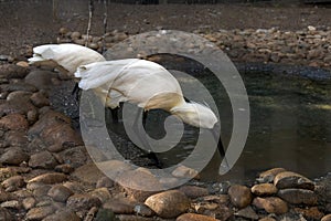 A pair of Royal Spoonbills (Platalea regia) drinking water
