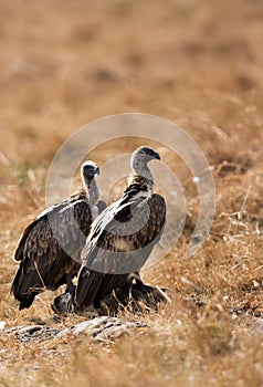 A pair of Ruppells Griffon Vultures
