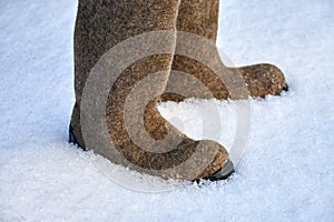 Pair of Russian felt winter shoes valenki on the white snow