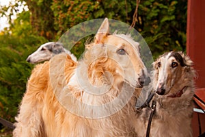 A pair of Russian Wolfhound Hunting Borzoi dogs red, black and white standing on lead and looking in autumn with green and brown