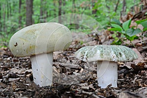 A pair of Russula virescens mushroom close up