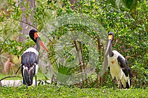 Pair Of Saddle-Billed Storks