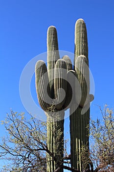 A Pair of Saguaro Cactus, Sonoran Desert, Arizona