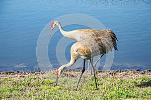 Pair of Sand Hill cranes, hunting for next meal