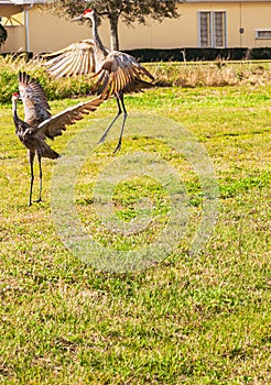 Pair of, Sand Hill cranes, jumping with joy