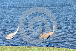 Pair of, Sand Hill cranes, walking edge of, a tropical lake