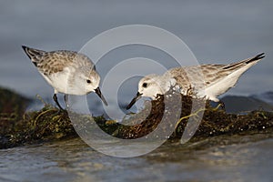 Pair of Sanderlings foraging in some washed up algae on a beach