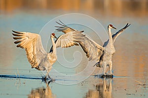 A pair of sandhill crane photo